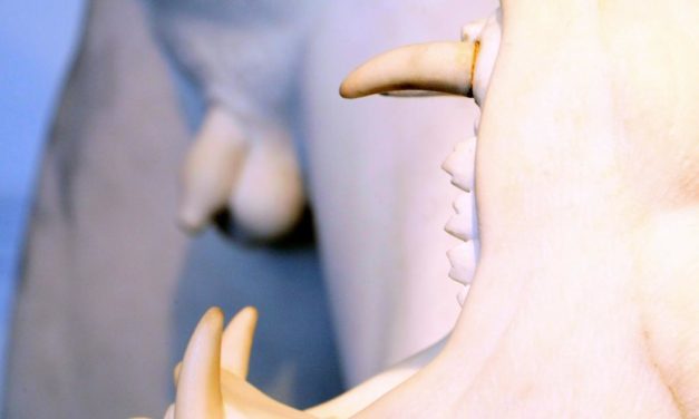 Österreich-Premiere: Roboter und Sonde machen Tumor hörbar