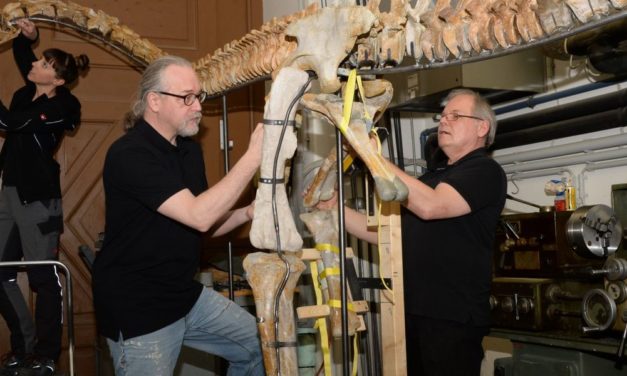 Schweizer Dino in Wien eingezogen