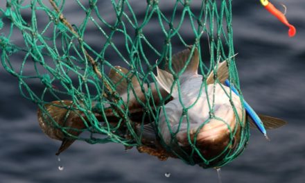 Hering und Dorsch: Kritsche Überfischung in der Ostsee