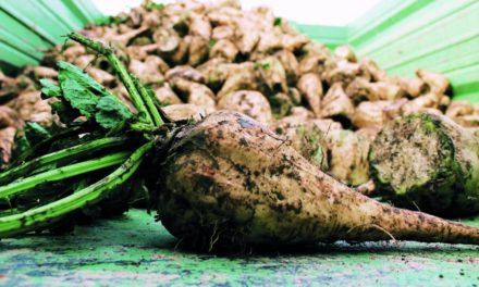 Rübenbauern erwarten leicht überdurchschnittliche Erntemenge