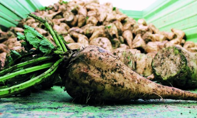 Rübenbauern erwarten leicht überdurchschnittliche Erntemenge