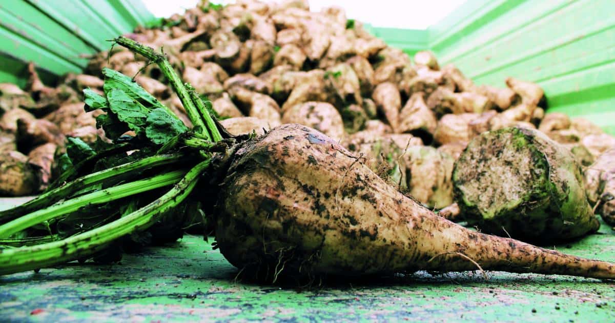 Rübenbauern erwarten leicht überdurchschnittliche Erntemenge