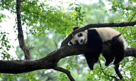 Erschöpft vom chinesischen Turbo-Kapitalismus