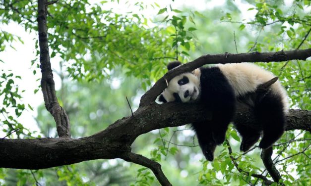 Erschöpft vom chinesischen Turbo-Kapitalismus