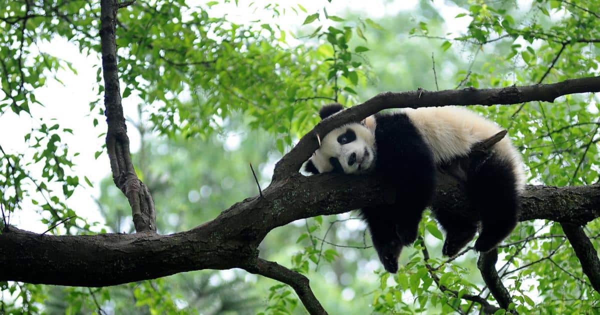 Erschöpft vom chinesischen Turbo-Kapitalismus