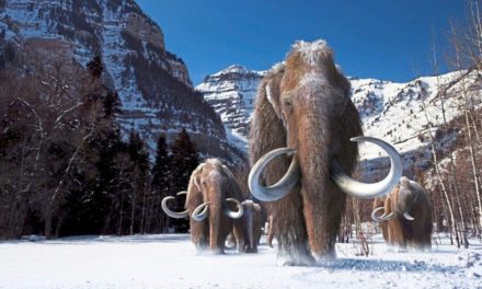 Genetik-Startup will die Rückkehr der Mammuts finanzieren