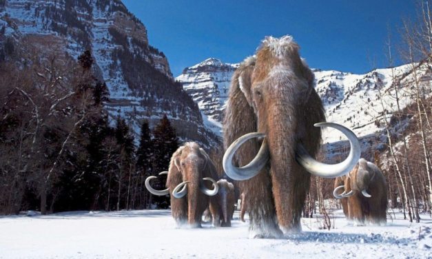 Genetik-Start-up will die Rückkehr der Mammuts finanzieren