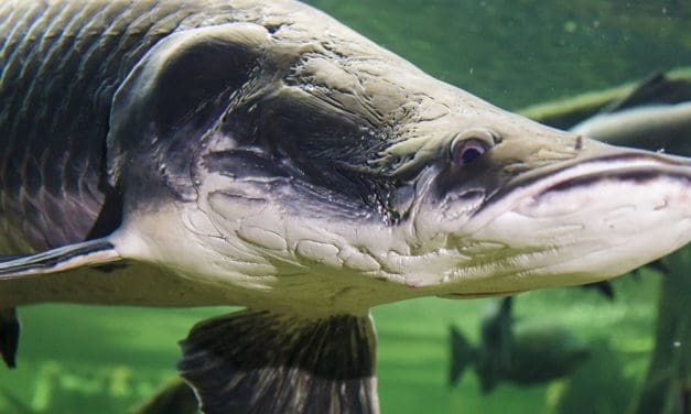 Staudämme bringen Süßwasser-Riesen in Gefahr