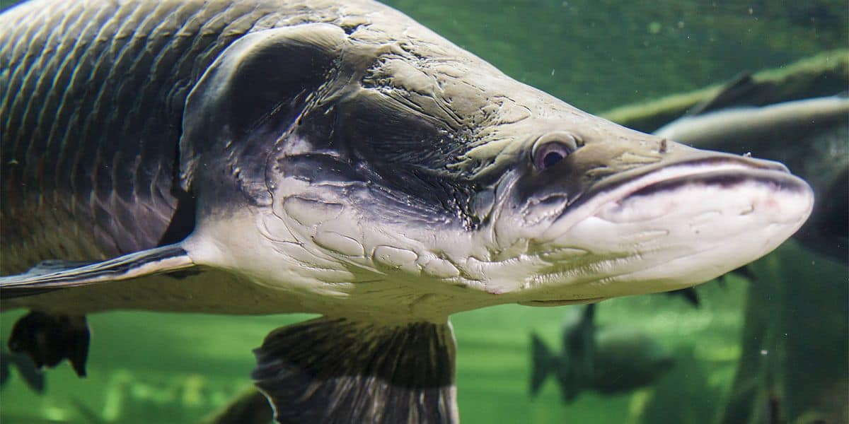 Staudämme bringen Süßwasser-Riesen in Gefahr