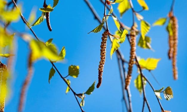 Forscher ergründen unbekannte Mechanismen bei Allergien