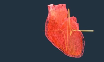 Personalisiertes Herz aus Bits und Bytes erleichtert künftige Therapien