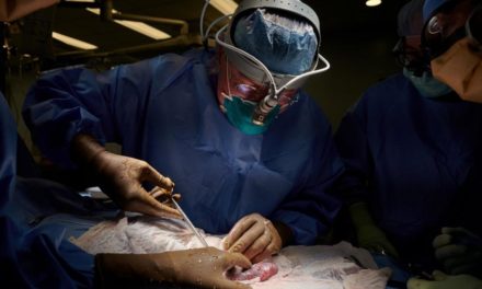 Erstmals erfolgreich Schweineniere in Menschen transplantiert
