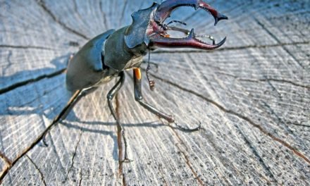 Was in abgestorbenen Bäumen kreucht und fleucht