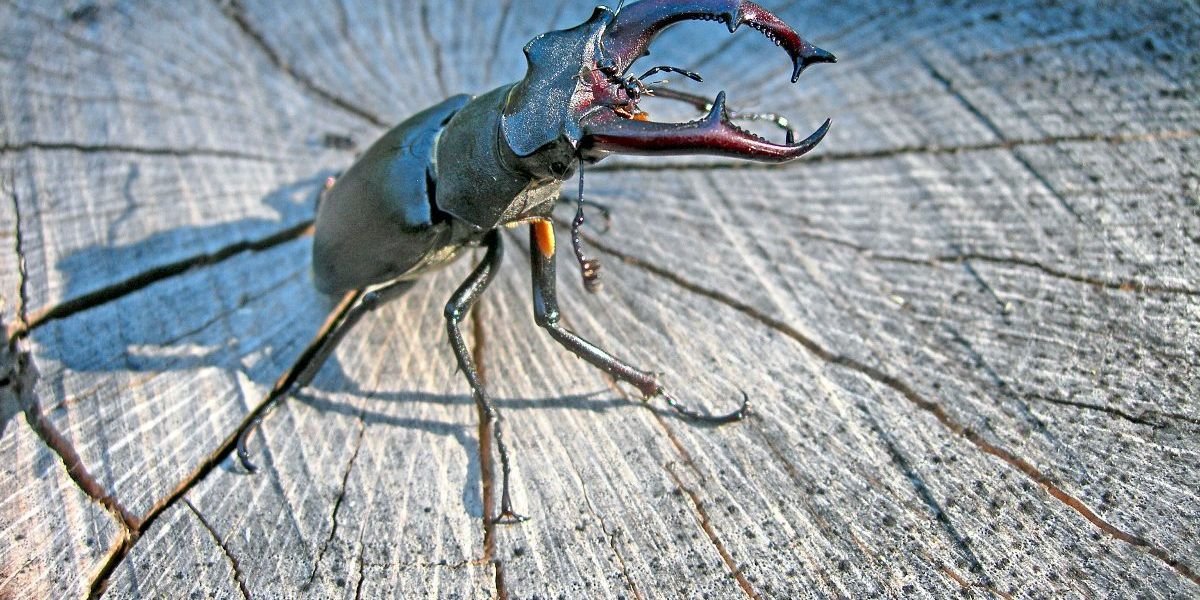 Was in abgestorbenen Bäumen kreucht und fleucht