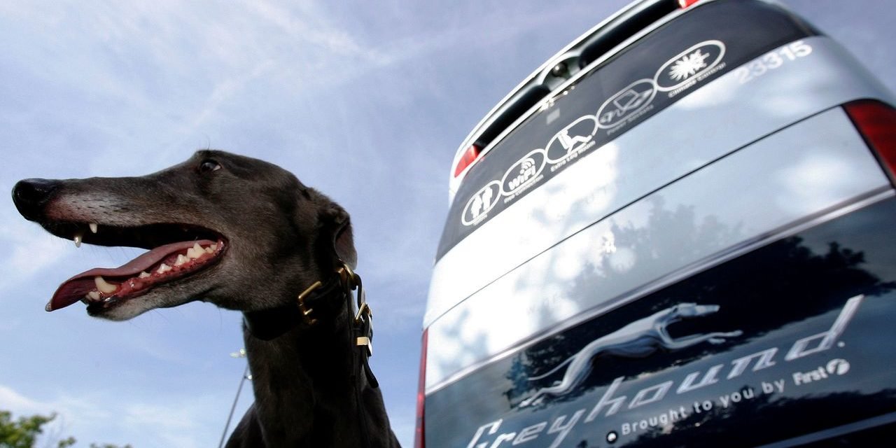 Flixmobility: Flixbus übernimmt Fernbus-Konkurrenten Greyhound in USA