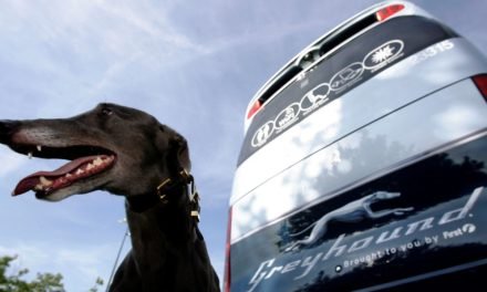 Flixmobility: Flixbus übernimmt Fernbus-Konkurrenten Greyhound in USA