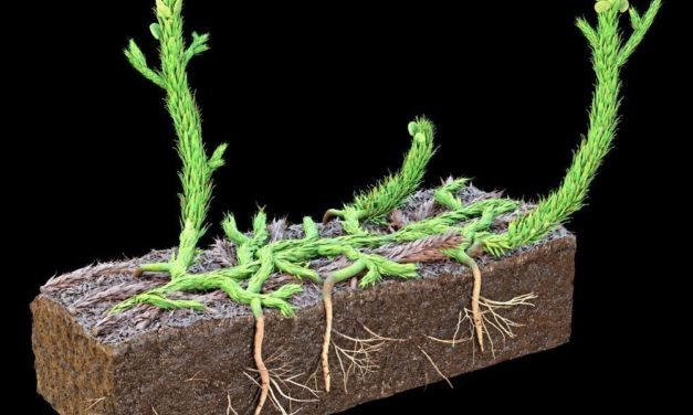 Forscher rekonstruieren, wie die ersten Wurzeln Fuß fassten