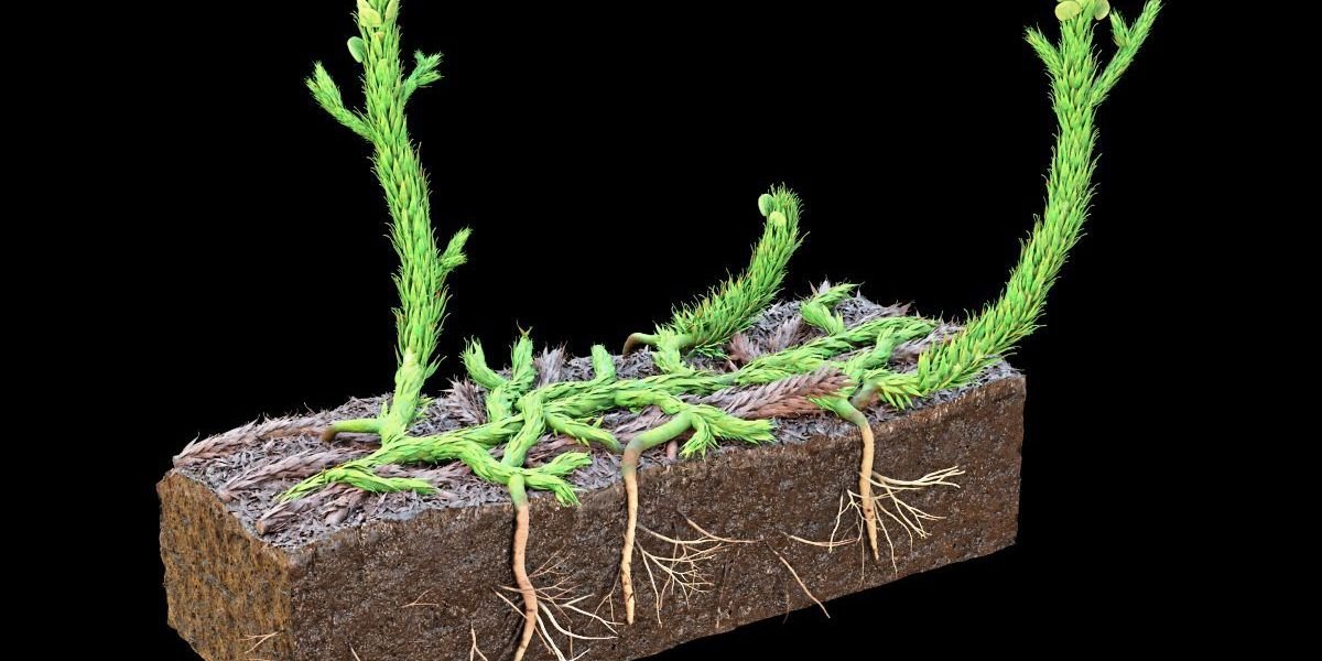 Forscher rekonstruieren, wie die ersten Wurzeln Fuß fassten