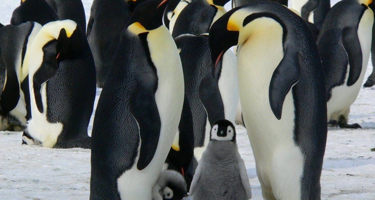 30 Jahre Linux: Gewinner des B1 Systems OSS-Wettbewerbs stehen fest