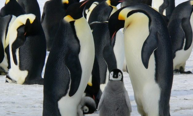 30 Jahre Linux: Gewinner des B1 Systems OSS-Wettbewerbs stehen fest