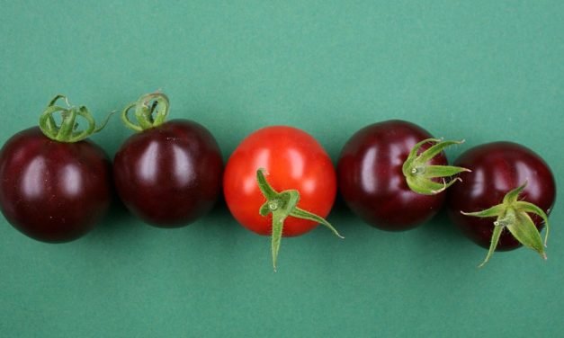 Gentechnisch geschaffene violette Tomaten, die sogar gesünder sind