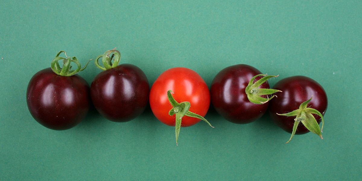 Gentechnisch geschaffene violette Tomaten, die sogar gesünder sind