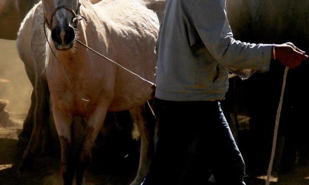 Forscher entdeckten den Ursprung der heutigen Hauspferde
