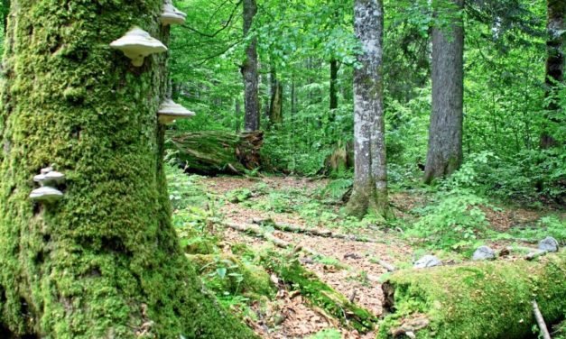Wie ein Wald wieder zur Wildnis wird