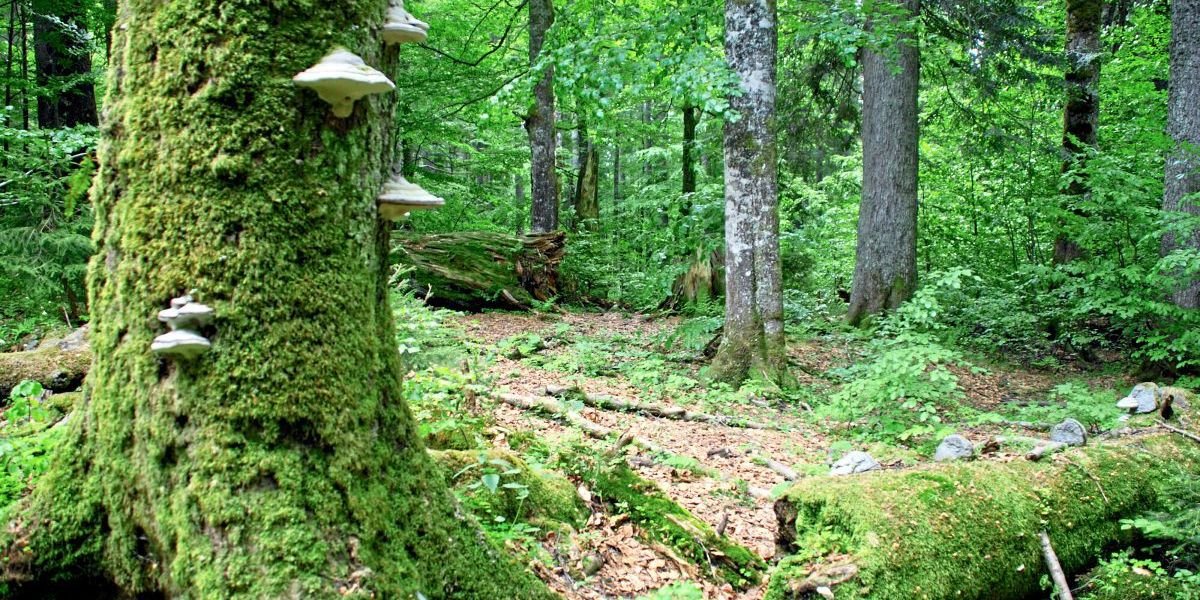 Wie ein Wald wieder zur Wildnis wird