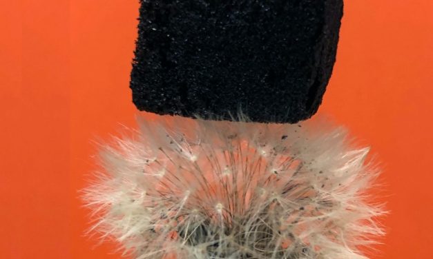 Tannin, ein Wunderstoff aus der Baumrinde