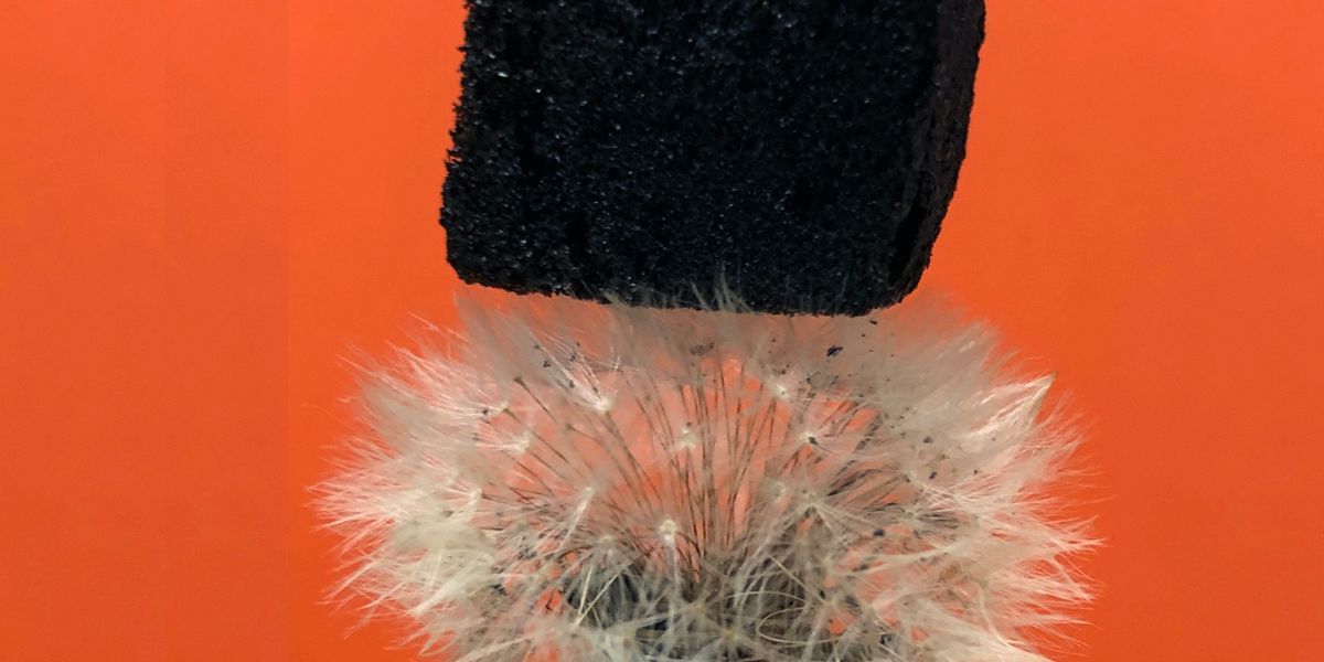 Tannin, ein Wunderstoff aus der Baumrinde