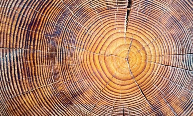 Forstpolitikexpertin: „Die Ansprüche an den Wald sind gestiegen“