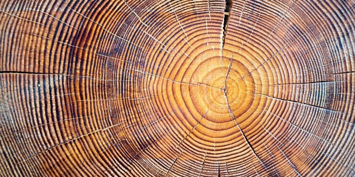 Forstpolitikexpertin: „Die Ansprüche an den Wald sind gestiegen“