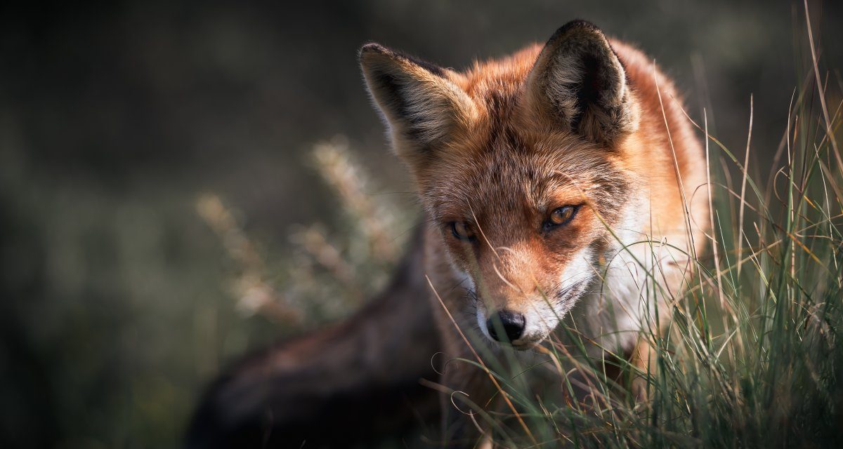 Versionsverwaltung: GitLab 14.4 bringt Remote Repositories für GitLab in VS Code