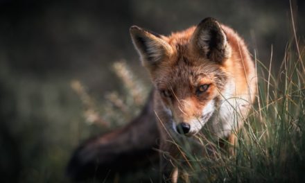 Versionsverwaltung: GitLab 14.4 bringt Remote Repositories für GitLab in VS Code