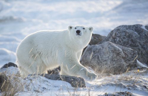Wie es aussieht, wenn Eisbären Rentiere jagen