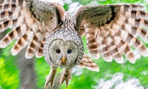 Der Habichtskauz zieht wieder seine Kreise