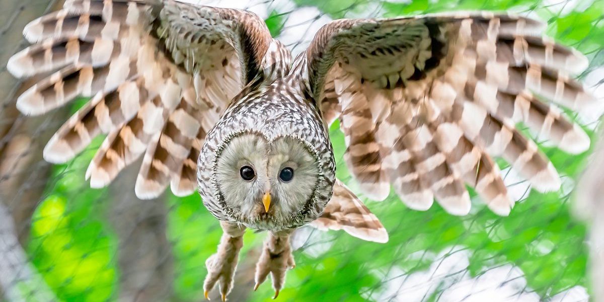 Der Habichtskauz zieht wieder seine Kreise