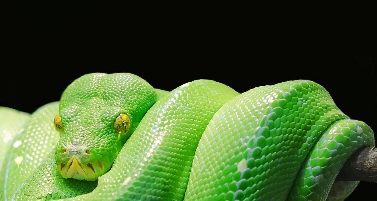 Python-Implementierung: Pyston-Team packt Pakete für Conda