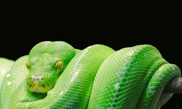 Python-Implementierung: Pyston-Team packt Pakete für Conda