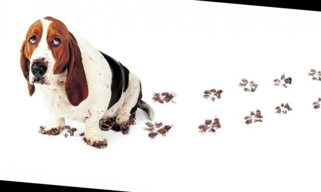 Hund, Katze und Co: So bleibt der Haustier-Haushalt sauber