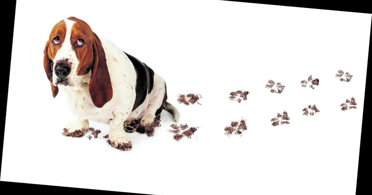 Hund, Katze und Co: So bleibt der Haustier-Haushalt sauber