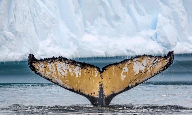 Pläne für Meeresschutzgebiet in der Antarktis erneut gescheitert