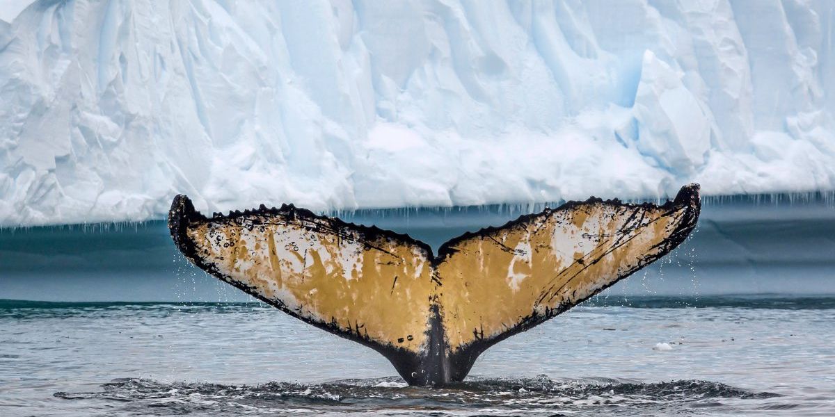 Pläne für Meeresschutzgebiet in der Antarktis erneut gescheitert