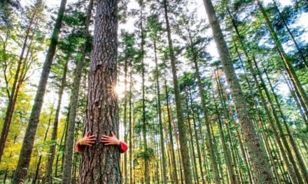 Der Mensch formt den Wald seit tausenden von Jahren