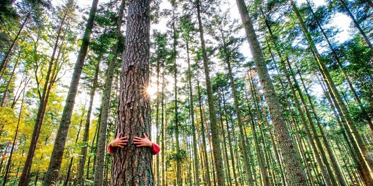 Der Mensch formt den Wald seit tausenden von Jahren