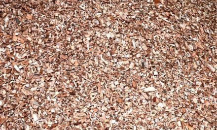 Wie sich aus Holzresten Sonnencreme herstellen lässt