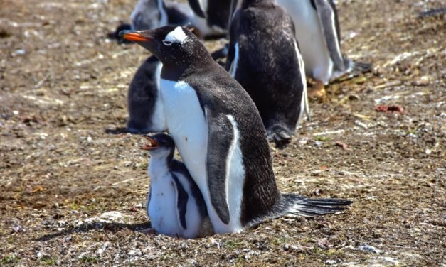 Linux 5.15 mit frischem NTFS-Treiber und SMB-Server