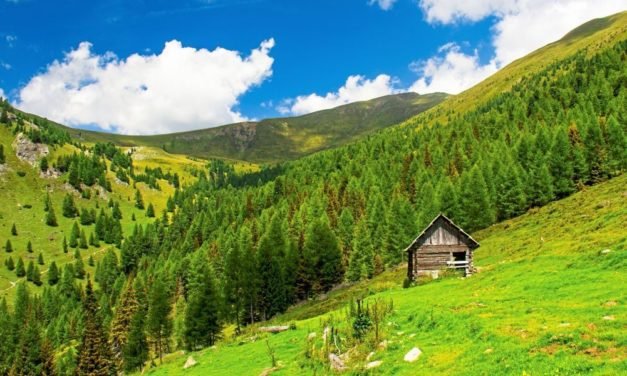 Erstaunliche Artenvielfalt in den Kärntner Nockbergen