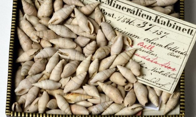 Neue Schneckenarten in Sammlung des Naturhistorischen Museums gefunden